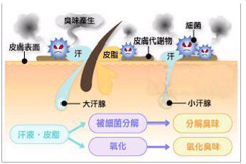 腋臭病因.jpg